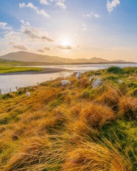 Sonnenuntergang in Irland auf der Beara Halbinsel im Herbst mit Schafen im Vordergrund und dem Atlantik am Horizont.